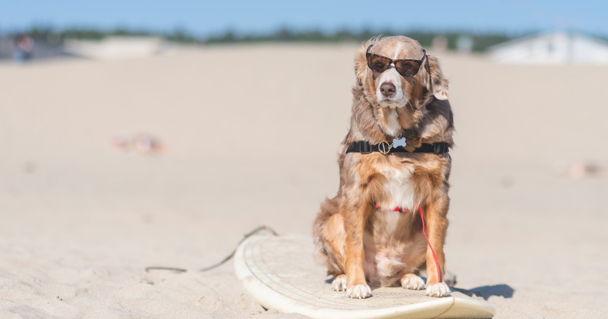 Le championnat du monde de Dog Surfing surmonte ses problèmes financiers
