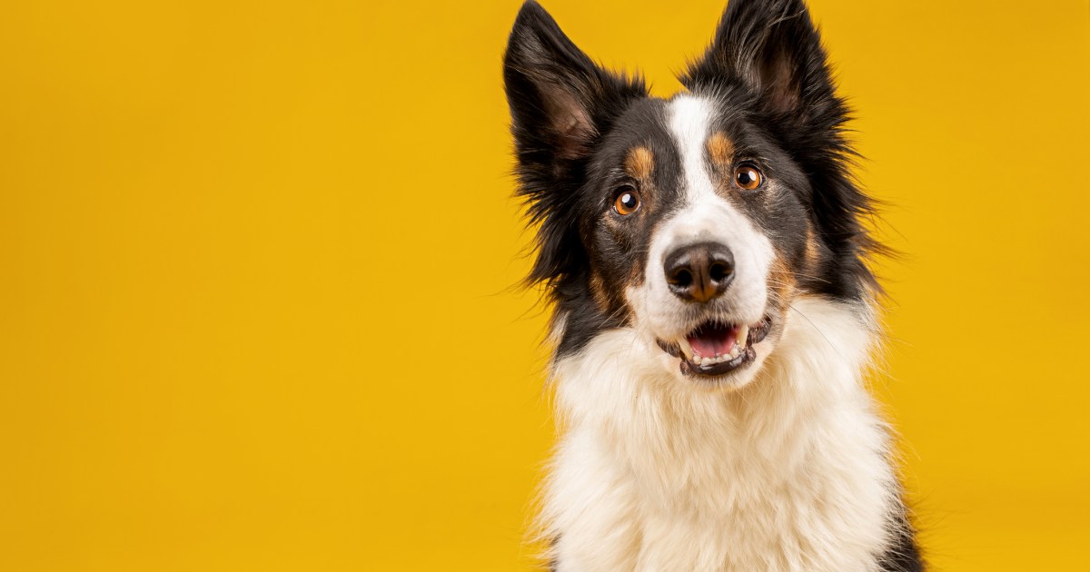 Que sont les boutons pour chiens et comment fonctionnent-ils ?