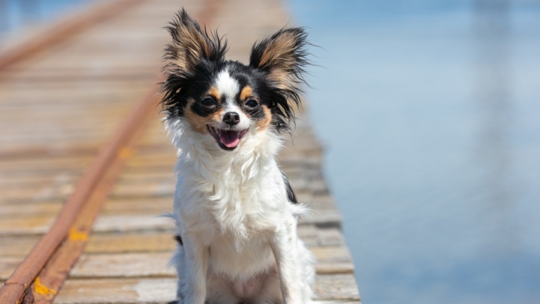 Un chien de Caroline du Sud reste aux côtés d’un homme disparu jusqu’à son sauvetage