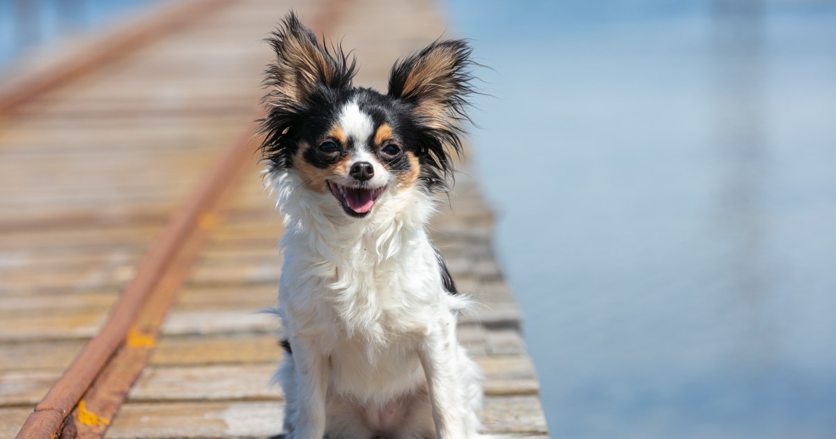 Un chien de Caroline du Sud reste aux côtés d’un homme disparu jusqu’à son sauvetage