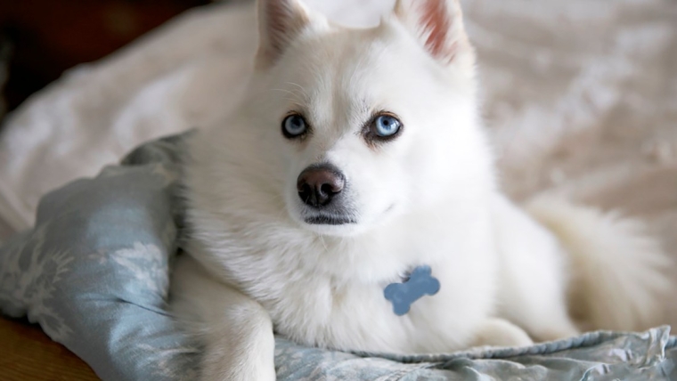 Un chien en voie de guérison après avoir été abattu à New York