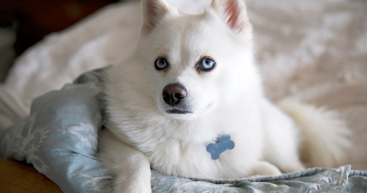 Un chien en voie de guérison après avoir été abattu à New York