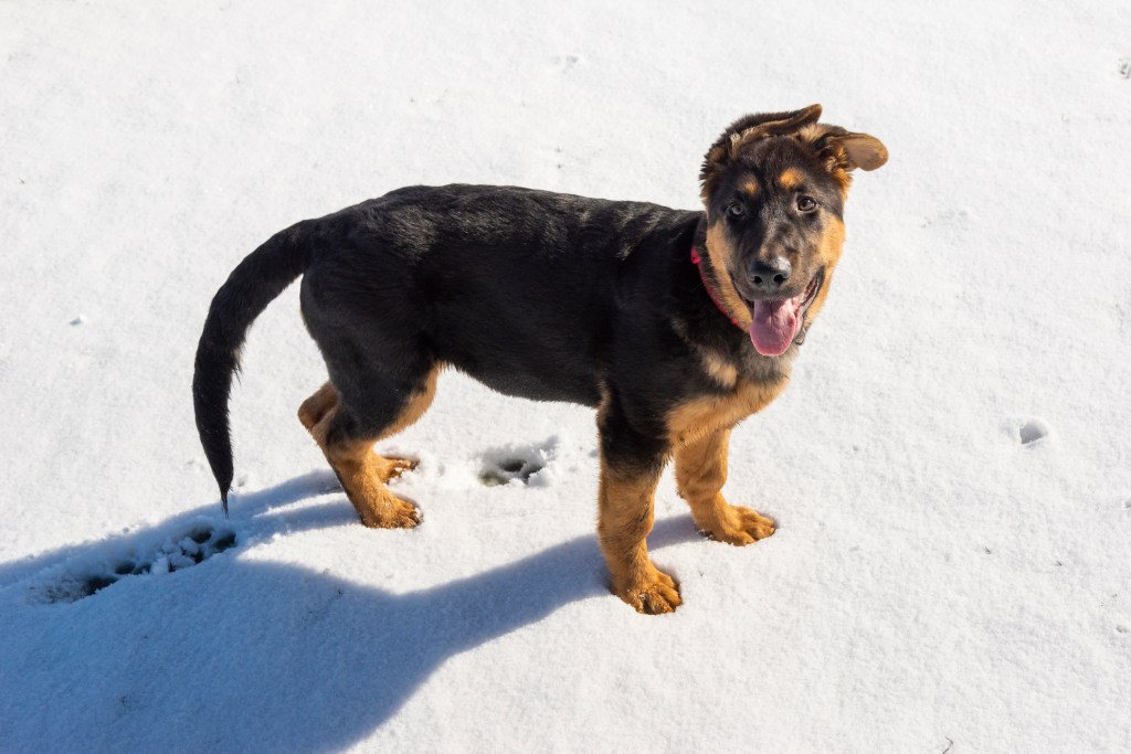 Chiot berger allemand sur la neige