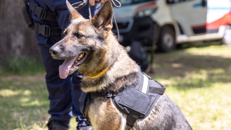 Le chien « Rex » de Megan Leavey meurt-il dans le film ? Est-il vivant dans la vraie vie ?