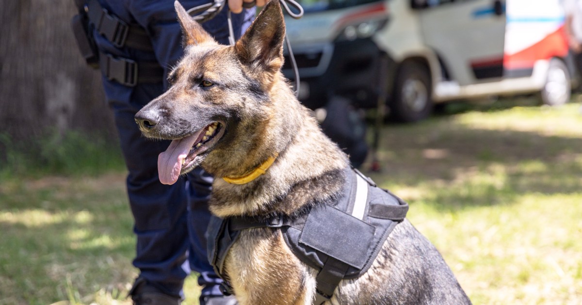 Le chien « Rex » de Megan Leavey meurt-il dans le film ? Est-il vivant dans la vraie vie ?