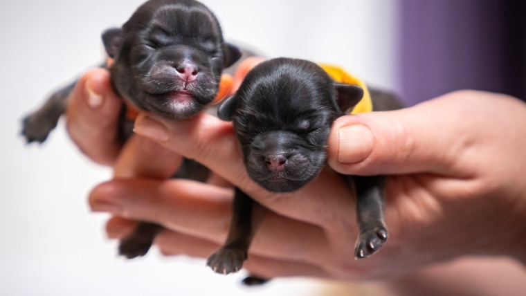 Un éleveur de chiens accusé d’avoir organisé une chaîne de Ponzi pour chiots dans l’Ohio