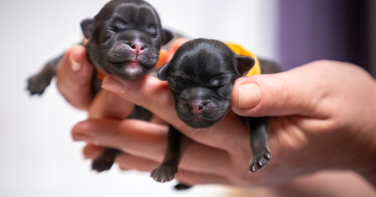 Un éleveur de chiens accusé d’avoir organisé une chaîne de Ponzi pour chiots dans l’Ohio