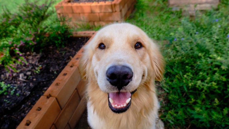 Un chien-guide prend sa retraite après avoir donné naissance à plus de 300 chiots