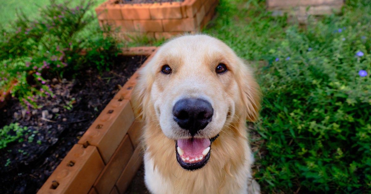 Un chien-guide prend sa retraite après avoir donné naissance à plus de 300 chiots