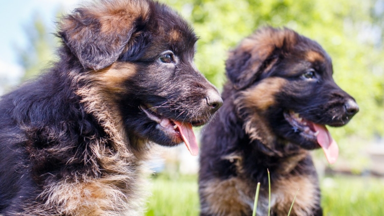 Les chiots bergers allemands : Photos mignonnes et faits