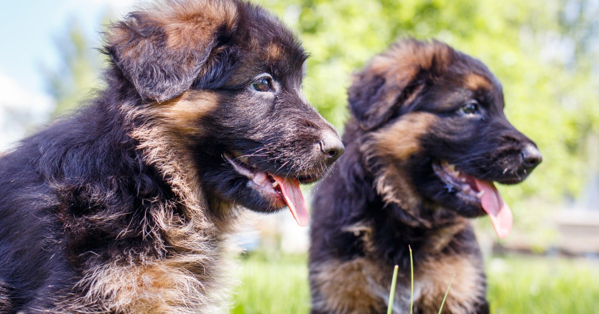 Les chiots bergers allemands : Photos mignonnes et faits