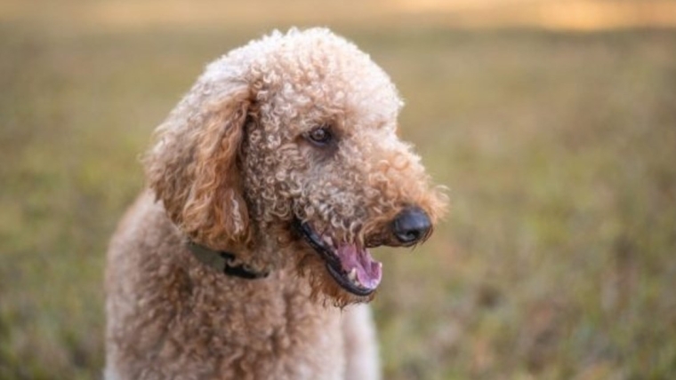 Les propriétaires d’un chien abattu en Caroline du Nord demandent justice