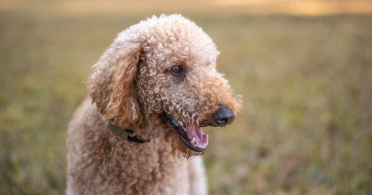 Les propriétaires d’un chien abattu en Caroline du Nord demandent justice