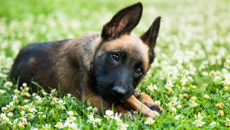 Chiots Malinois Belges : Photos mignonnes et faits
