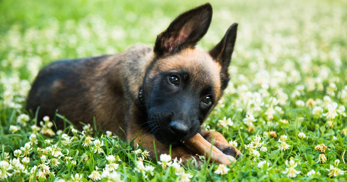 Chiots Malinois Belges : Photos mignonnes et faits