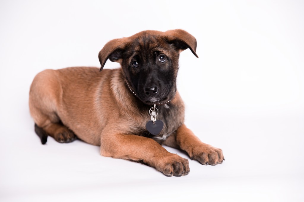Chiot malinois belge en studio.