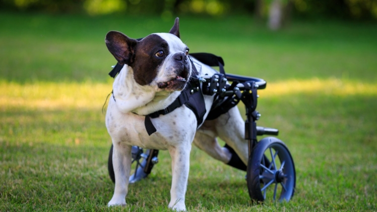 Spina Bifida chez le chien : Symptômes, causes et traitements