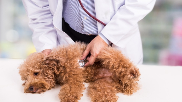 Maladie de la valve mitrale chez le chien : symptômes, causes et traitements
