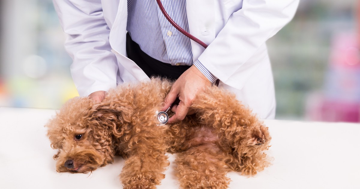 Maladie de la valve mitrale chez le chien : symptômes, causes et traitements
