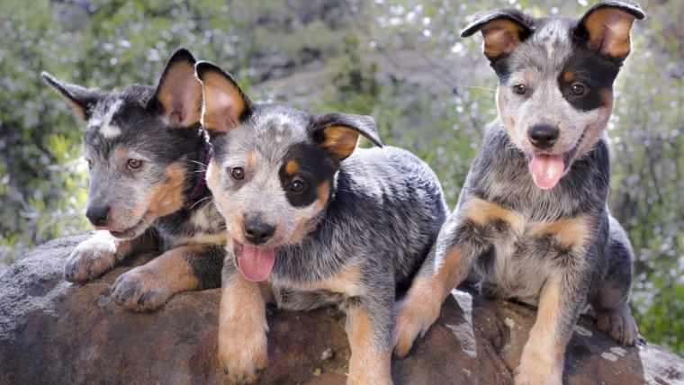 Chiots de bouvier australien : Photos mignonnes et faits