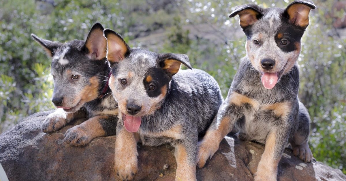 Chiots de bouvier australien : Photos mignonnes et faits