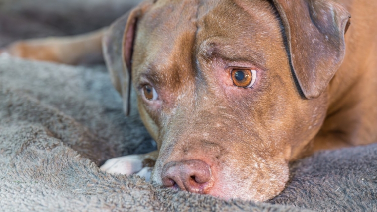 Un chien tailladé par une machette est sur la voie de la guérison