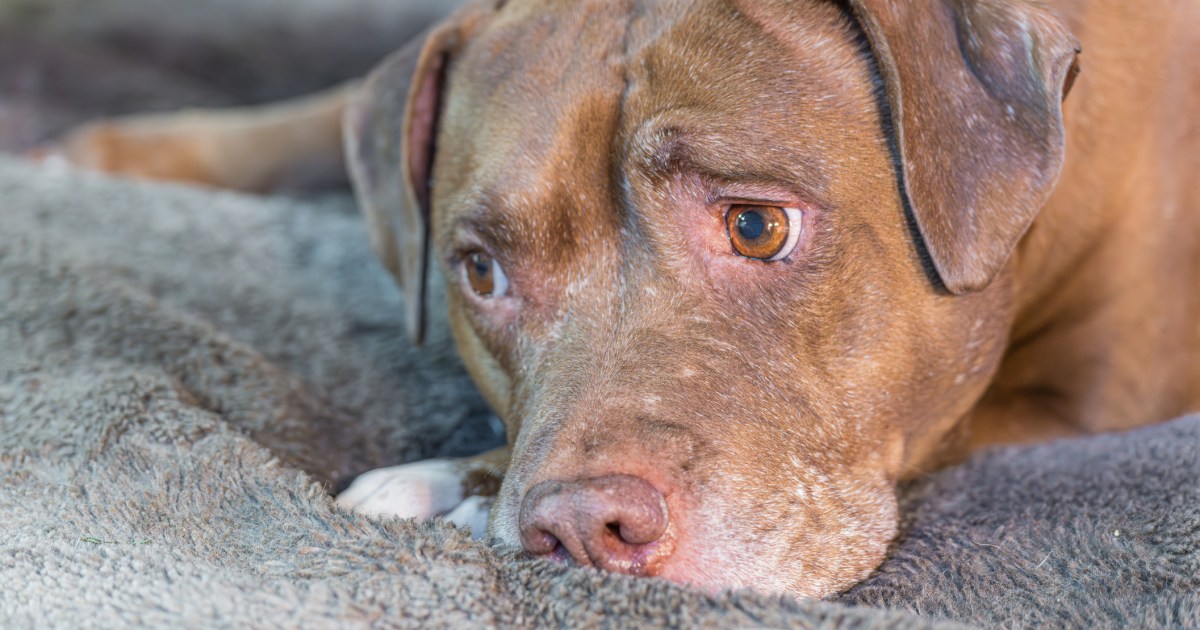 Un chien tailladé par une machette est sur la voie de la guérison