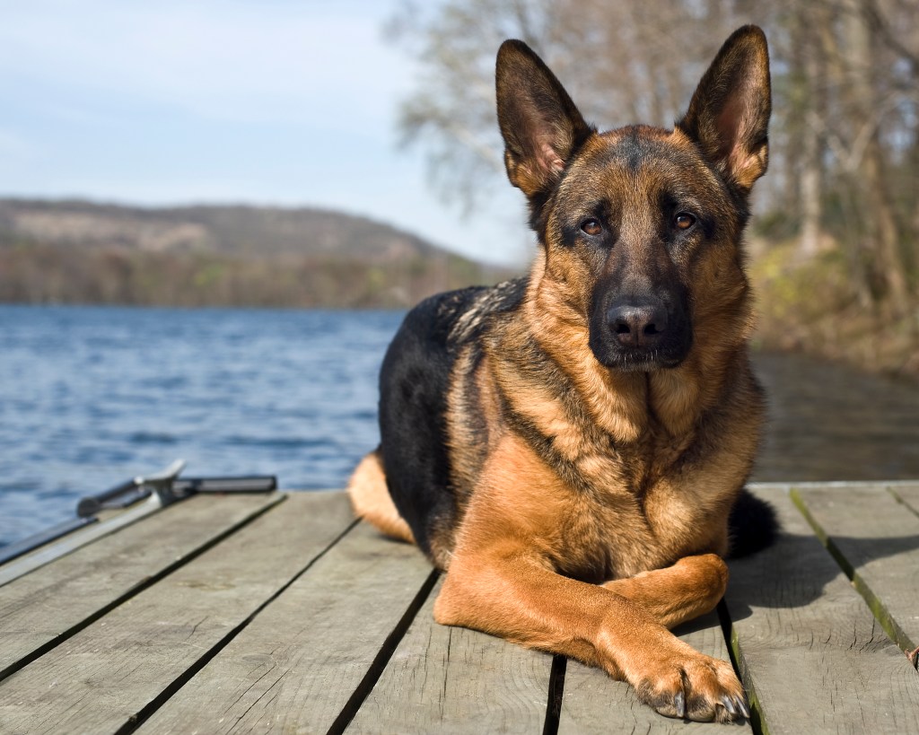 Chien de berger allemand assis sur une jetée.