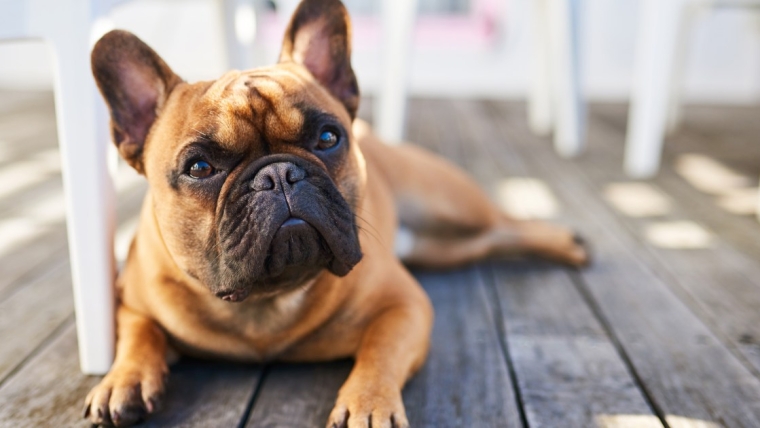 Avantages et inconvénients d’un bouledogue français