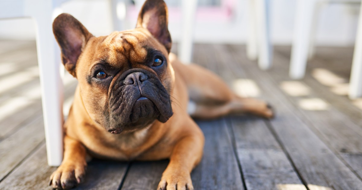 Avantages et inconvénients d’un bouledogue français