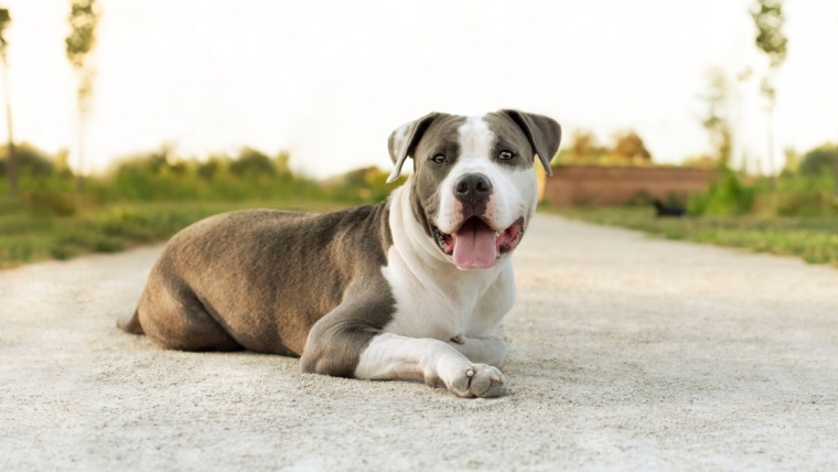 Avantages et inconvénients du Pit Bull Terrier américain