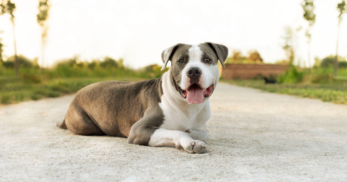Avantages et inconvénients du Pit Bull Terrier américain