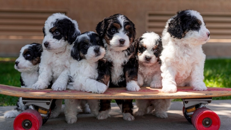 Chiots Mini Bernedoodle : Photos mignonnes et faits