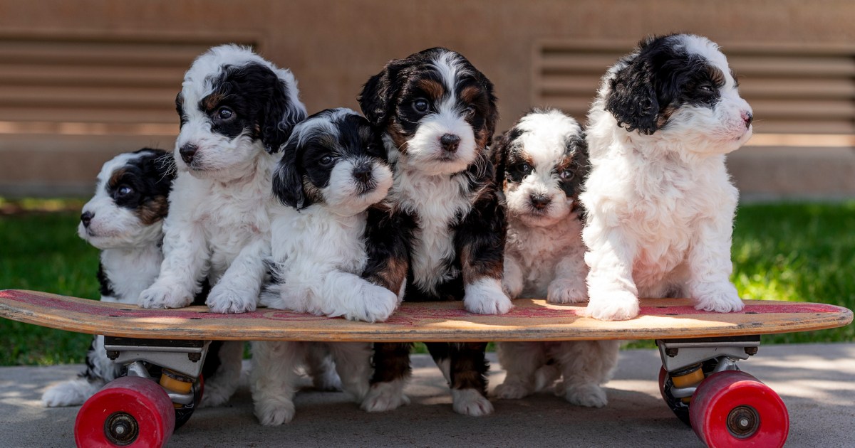 Chiots Mini Bernedoodle : Photos mignonnes et faits