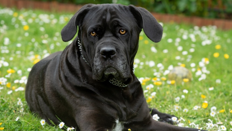 Avantages et inconvénients du Cane Corso