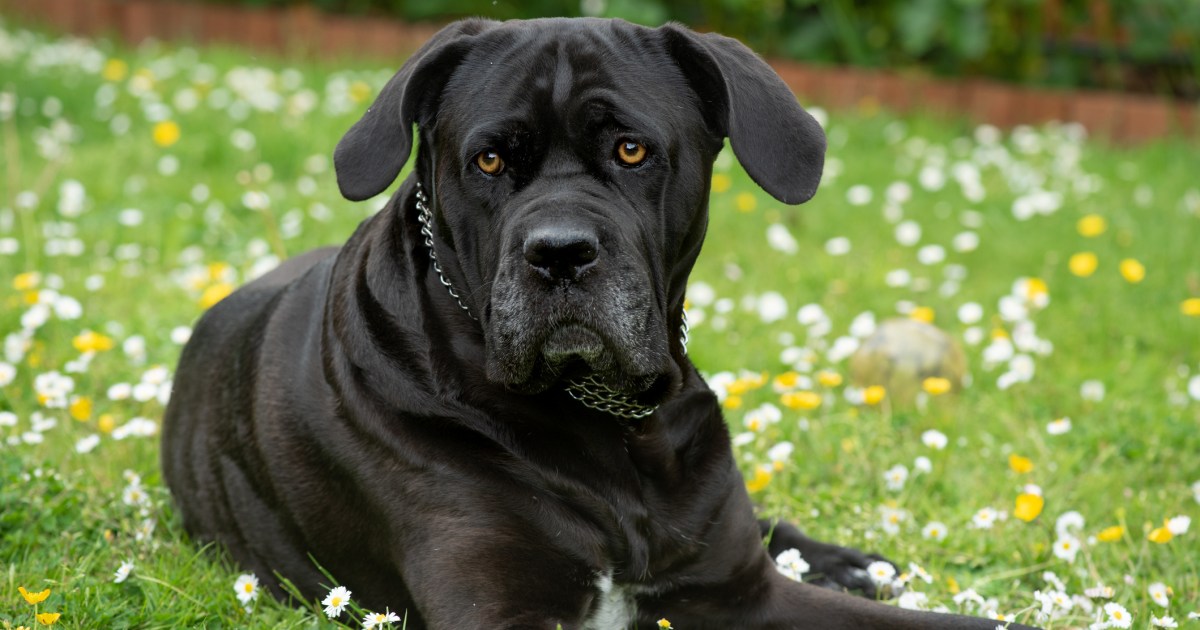 Avantages et inconvénients du Cane Corso