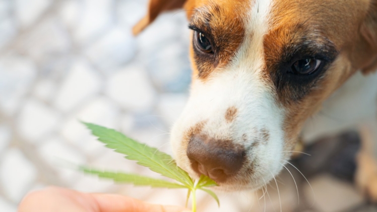 Le cannabis est-il toxique ou sans danger ? Existe-t-il des friandises et des produits comestibles à base de CBD pour les chiens ?