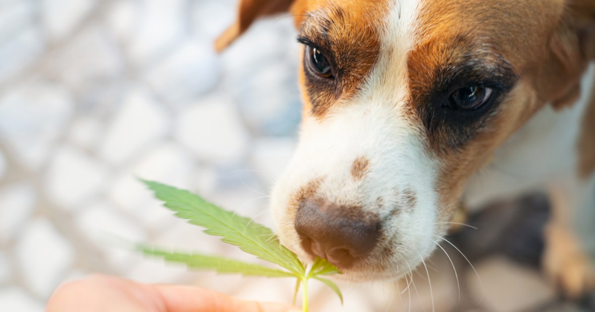 Le cannabis est-il toxique ou sans danger ? Existe-t-il des friandises et des produits comestibles à base de CBD pour les chiens ?