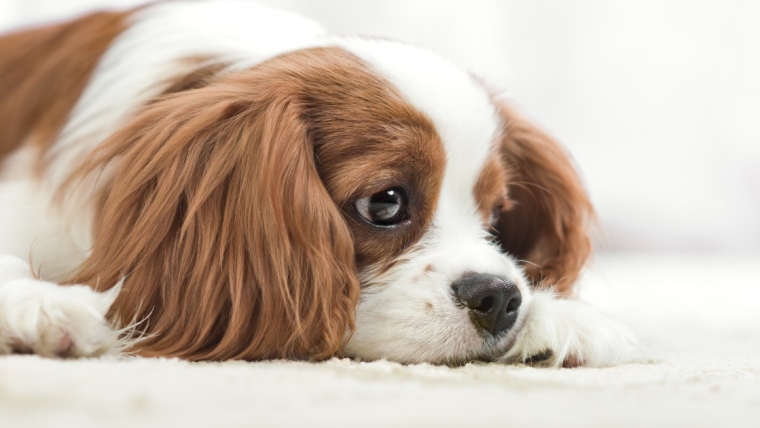 Syringomyélie (SM) chez le chien : symptômes, causes et traitements