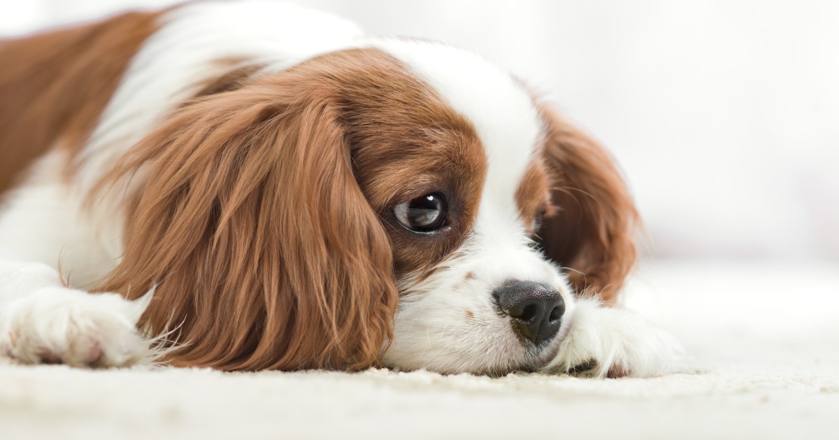 Syringomyélie (SM) chez le chien : symptômes, causes et traitements