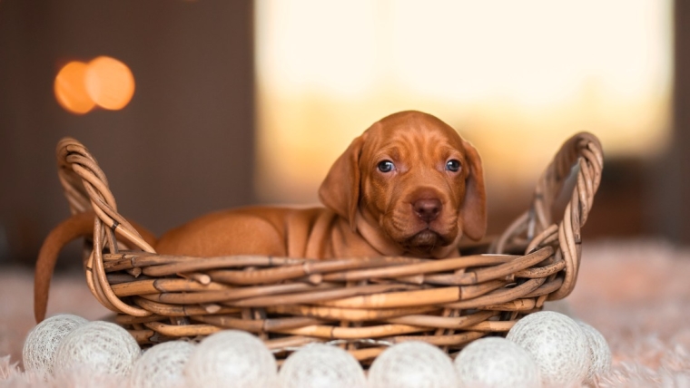 Chiots Vizsla : Photos mignonnes et faits
