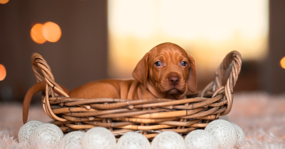 Chiots Vizsla : Photos mignonnes et faits