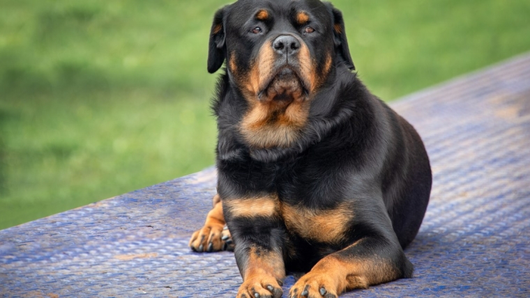 Avantages et inconvénients d’un rottweiler