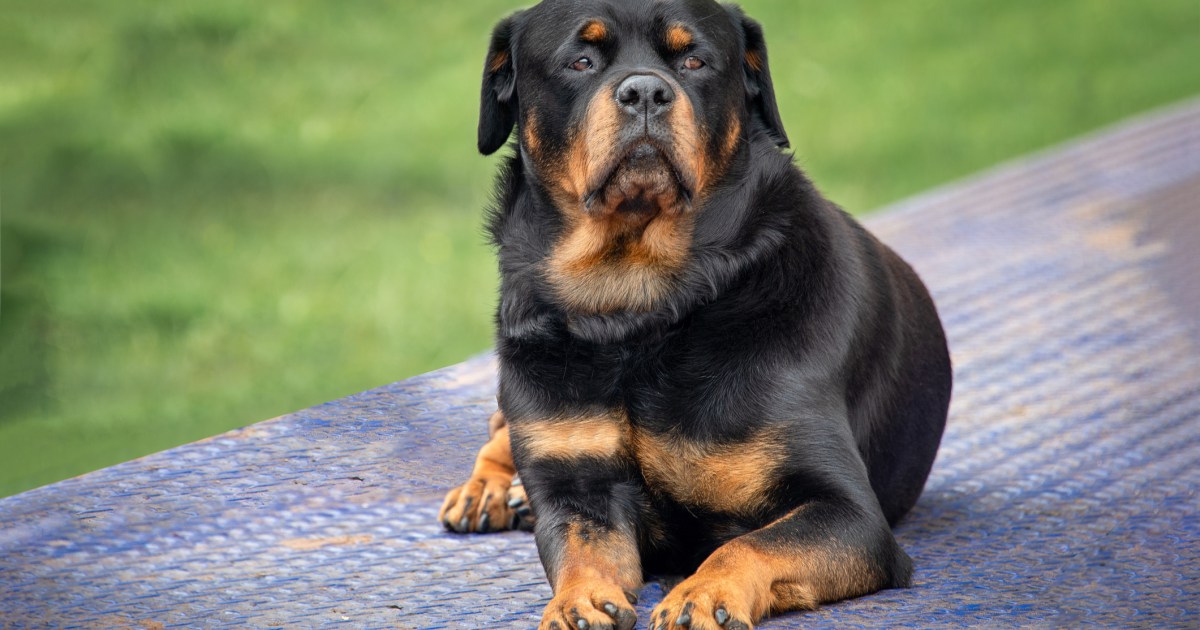 Avantages et inconvénients d’un rottweiler