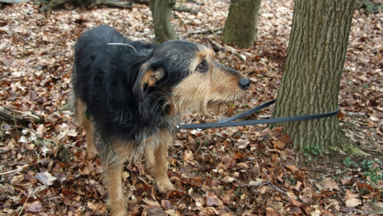 Un chien abandonné attaché à un arbre dans une zone de randonnée du Connecticut
