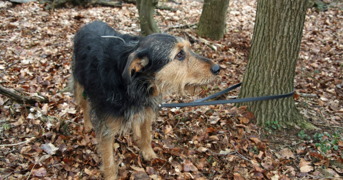 Un chien abandonné attaché à un arbre dans une zone de randonnée du Connecticut