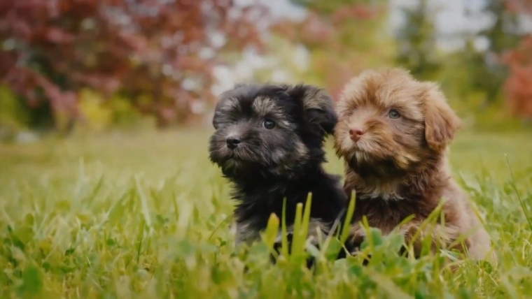 Chiots Havapoo : Photos mignonnes et faits