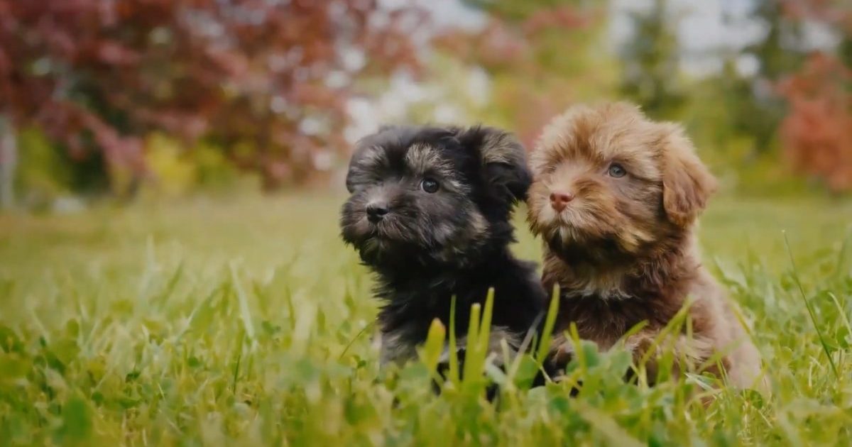 Chiots Havapoo : Photos mignonnes et faits