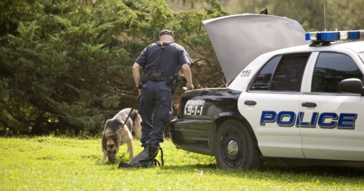 Un chien policier aide à retrouver un enfant disparu en Floride