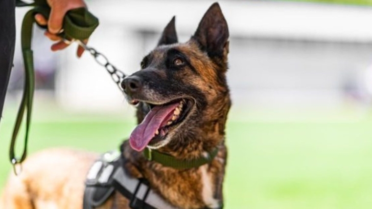 Un chien policier poignardé à mort par des membres du MS-13 en Virginie